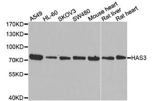 Western blot analysis of extracts of various cell lines, using HAS3 antibody.