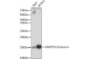 Western blot analysis of extracts of various cell lines, using V/V/Cellubrevin Rabbit mAb (ABIN7271314) at 1:1000 dilution. (VAMP3 anticorps)