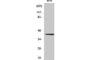 Western Blot analysis of HT29 cells using Wnt-1 Polyclonal Antibody diluted at 1:1000.