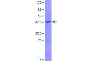 Interferon, alpha 13 (IFNA13) (AA 1-189) protein (GST tag)