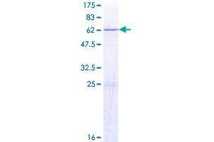 Image no. 1 for ER Lipid Raft Associated 2 (ERLIN2) (AA 1-339) protein (GST tag) (ABIN1353072)