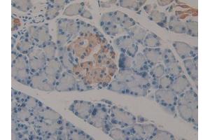 IHC-P analysis of Rat Pancreas Tissue, with DAB staining. (IFNA2 anticorps  (AA 24-192))