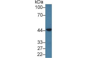 Western blot analysis of Human jurkat cell lysate, using Human PSMD6 Antibody (1 µg/ml) and HRP-conjugated Goat Anti-Rabbit antibody (
