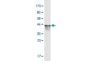 Western Blot detection against Immunogen (36.