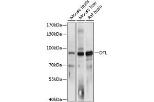 Western blot analysis of extracts of various cell lines, using DTL antibody (ABIN6133220, ABIN6139847, ABIN6139848 and ABIN6215737) at 1:3000 dilution. (CDT2/RAMP anticorps  (AA 541-730))
