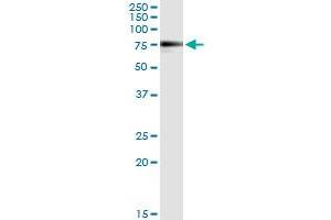 Immunoprecipitation of MGAT3 transfected lysate using anti-MGAT3 monoclonal antibody and Protein A Magnetic Bead , and immunoblotted with MGAT3 MaxPab rabbit polyclonal antibody.