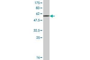 Western Blot detection against Immunogen (59.