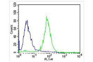 Overlay histogram showing SH-SY5Y cells stained with (ABIN6242493 and ABIN6577096) (green line).
