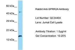Host: Rabbit Target Name: SPRR2A Sample Type: Human Jurkat Antibody Dilution: 1. (SPRR2A anticorps  (N-Term))