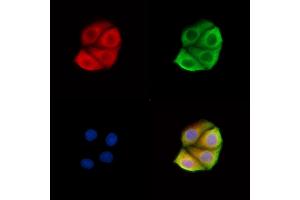 ABIN7095210 and ABIN7099266 staining Hela cells by IF/ICC.