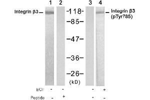 Image no. 1 for anti-Integrin beta 3 (ITGB3) (Tyr785) antibody (ABIN319337) (Integrin beta 3 anticorps  (Tyr785))