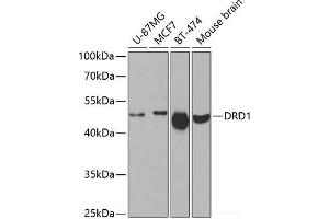 Western blot analysis of extracts of various cell lines using DRD1 Polyclonal Antibody at dilution of 1:500. (Dopamine Receptor d1 anticorps)