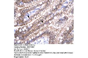 Human Intestine (CLDN8 anticorps  (C-Term))