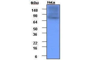 Cell lysates of HeLa(each 20 ug) were resolved by SDS-PAGE, transferred to PVDF membrane and probed with anti-human Hsp90 (1:1,000). (HSP90 anticorps  (AA 1-732))