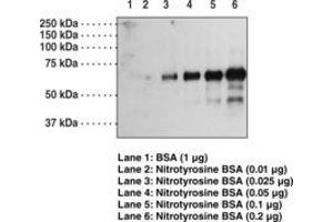 Image no. 1 for anti-Nitrotyrosine antibody (ABIN292939) (Nitrotyrosine anticorps)