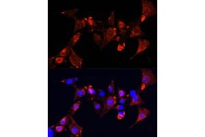 Immunofluorescence analysis of NIH-3T3 cells using CLUH Polyclonal Antibody  at dilution of 1:100 (40x lens). (CLUH anticorps  (AA 1120-1309))