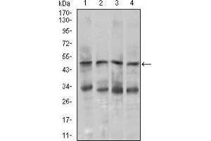 Western blot analysis using CHGA mouse mAb against MOLT4 (1), SK-N-SH (2), HepG2 (3), and PC-12 (4) cell lysate. (Chromogranin A anticorps  (AA 87-252))
