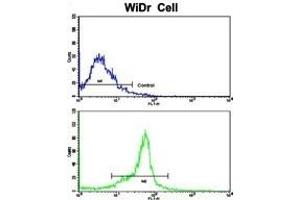 Flow cytometric analysis of widr cells using PTP4A2 Antibody (Center)(bottom histogram) compared to a negative control cell (top histogram). (PTP4A2 anticorps  (AA 32-59))