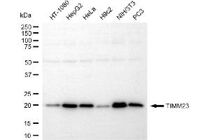 Western blotting analysis using TIMM23 antibody (ABIN7800614).
