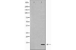 Western blot analysis of extracts of Recombinant protein, using NRG4 antibody. (Neuregulin 4 anticorps  (C-Term))
