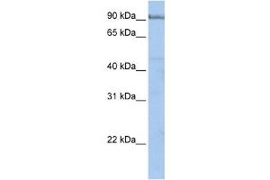 Western Blotting (WB) image for anti-Protocadherin alpha 5 (PCDHA5) antibody (ABIN2459279) (PCDHA5 anticorps)