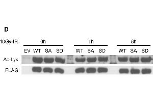 Acetylation does not crosstalk with IR-induced pSer824 and does not affect the co-repressor activity of KAP1.