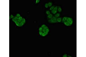 Immunofluorescent analysis of PC-3 cells using ABIN7164089 at dilution of 1:100 and Alexa Fluor 488-congugated AffiniPure Goat Anti-Rabbit IgG(H+L)