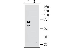 Western blot analysis of human SH-SY5Y neuroblastoma cell line lysate:1. (Parkinson Protein 2, E3 Ubiquitin Protein Ligase (Parkin) (PARK2) Peptide)