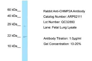 Western Blotting (WB) image for anti-Charged Multivesicular Body Protein 2A (CHMP2A) (N-Term) antibody (ABIN2789023)