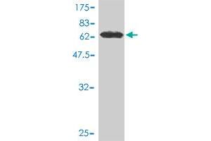 Western Blot detection against Immunogen (68.