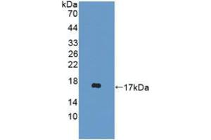 Western blot analysis of recombinant Mouse DDT. (DDT anticorps  (AA 2-118))