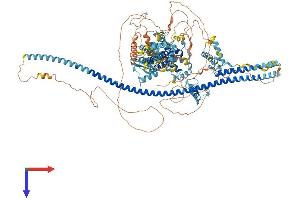 AlphaFold protein structure predicition of Mouse Recombinant Dzip3 Protein, UniprotID Q7TPV2