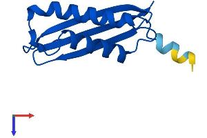 AlphaFold protein structure predicition of Human Recombinant DYNLT1 Protein, UniprotID P63172