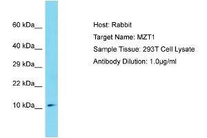 Host: Rabbit Target Name: MZT1 Sample Tissue: Human 293T Whole Cell Antibody Dilution: 1ug/ml