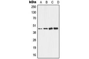 Western blot analysis of ALDH3B2 expression in HepG2 (A), HeLa (B), Raw264. (ALDH3B2 anticorps  (C-Term))