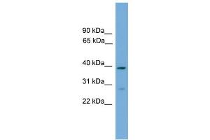 WB Suggested Anti-NCF4 Antibody Titration: 0.