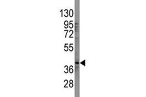 Western blot analysis of SOX-2 antibody and 293 lysate (SOX2 anticorps  (AA 89-119))