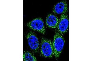 Immunofluorescence (IF) image for anti-MutY Homolog (E. Coli) (MUTYH) antibody (ABIN3004059) (MUTYH anticorps)