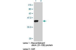 Image no. 1 for anti-Alveolar Soft Part Sarcoma Chromosome Region, Candidate 1 (ASPSCR1) (AA 51-150) antibody (ABIN531950)