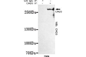 Immunoprecipitation analysis of Hela cell lysates using CHD3 mouse mAb. (CHD3 anticorps  (C-Term))