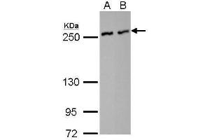 WB Image NuMA antibody [N1], N-term detects NUMA1 protein by Western blot analysis. (NUMA1 anticorps  (N-Term))