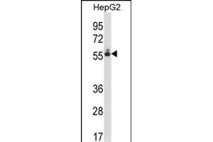 DEF8 Antibody (C-term) (ABIN657801 and ABIN2846774) western blot analysis in HepG2 cell line lysates (35 μg/lane). (DEF8 anticorps  (C-Term))