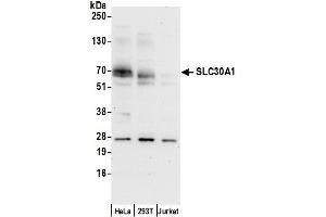 Western Blotting (WB) image for anti-Solute Carrier Family 30 (Zinc Transporter), Member 1 (SLC30A1) (AA 200-250) antibody (ABIN7450739)