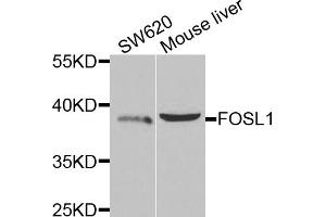 Western blot analysis of extracts of various cell lines, using FOSL1 antibody. (FOSL1 anticorps)