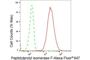 anti-Peptidylprolyl Isomerase F (PPIF) antibody