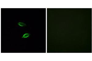Immunofluorescence analysis of HUVEC cells, using GPR157 antibody. (GPR157 anticorps  (Internal Region))