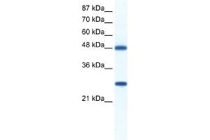 BAT1 antibody used at 0. (BAT1 anticorps  (C-Term))