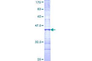 Image no. 1 for Pinin, Desmosome Associated Protein (PNN) (AA 201-300) protein (GST tag) (ABIN1315577)
