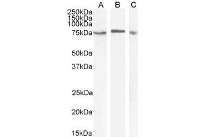 ABIN185640 (1µg/ml) staining of HeLa (A) and U937 (B) and (2ug/ml) Daudi (C) cell lysate (35µg protein in RIPA buffer).