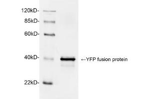 Western blot analysis of YFP fusion protein using 1 µg/mL Rabbit Anti-GFP Polyclonal Antibody (ABIN398857) The signal was developed with IRDyeTM 800 Conjugated Goat Anti-Rabbit IgG. (GFP anticorps)
